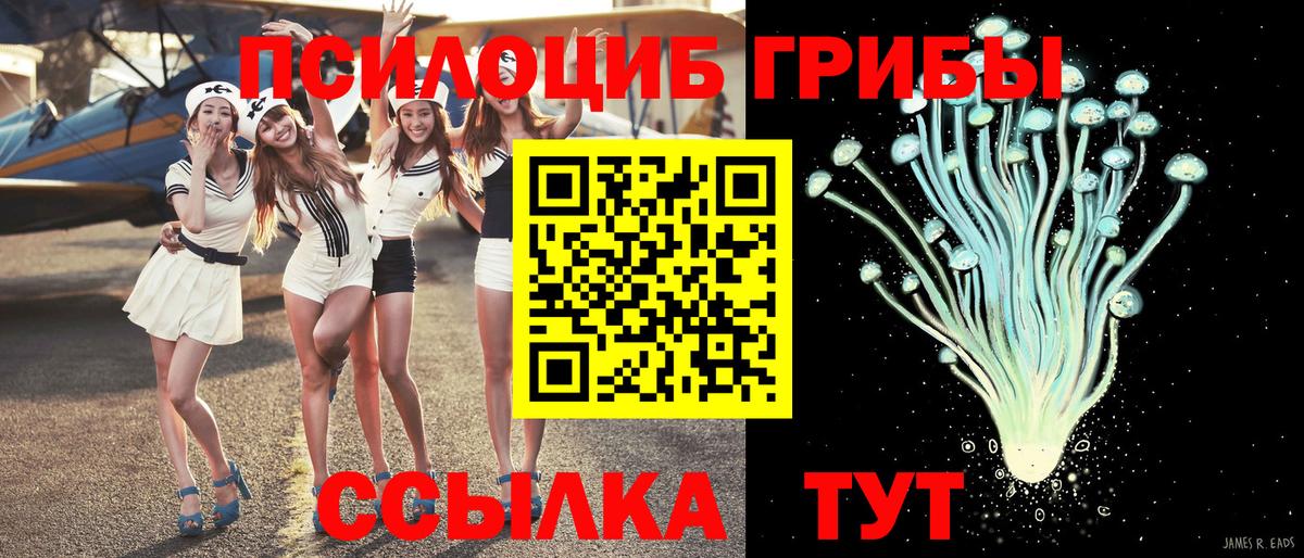 Псилоцибиновые грибы Psilocybine cubensis Кандалакша